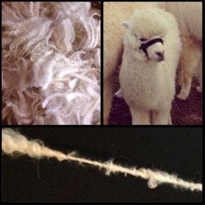 Alpaca into Yarn