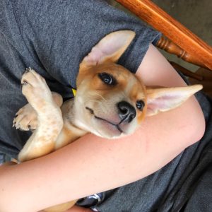 Loki The Twisted Purl's Shop Dog Smiling