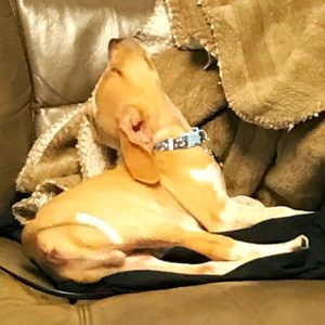 Loki The Twisted Purl's Shop Dog doing Yoga