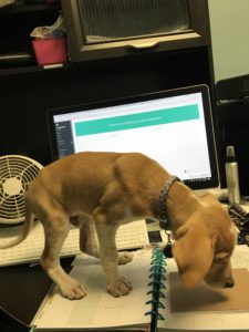 Loki The Twisted Purl's Shop Dog Doing Paper Work