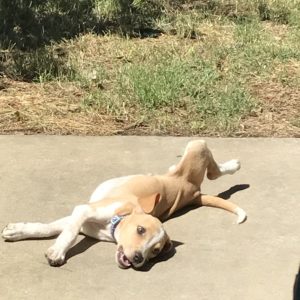 Loki The Twisted Purl's Shop Dog Sun Bathing