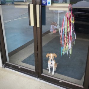 Loki The Twisted Purl's Shop Dog