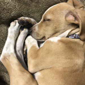 Loki The Twisted Purl's Shop Dog Napping